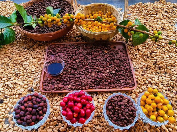 云南旅游,云南旅行社,云南團(tuán)建公司,云南會議公司,云南策劃公司,云南團(tuán)建策劃,怒江旅游,怒江旅行社,怒江團(tuán)建公司,怒江策劃公司,怒江會議會展：“從種子到杯子”——怒江咖啡香飄世界